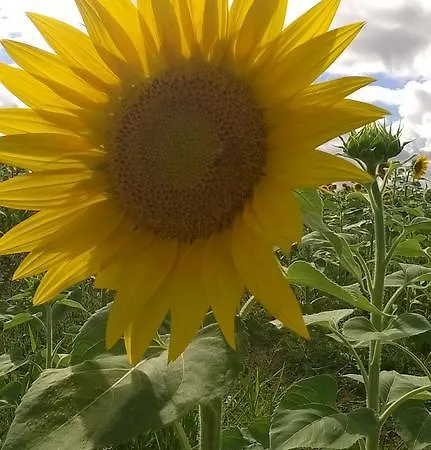 度假居 La Pommeraie